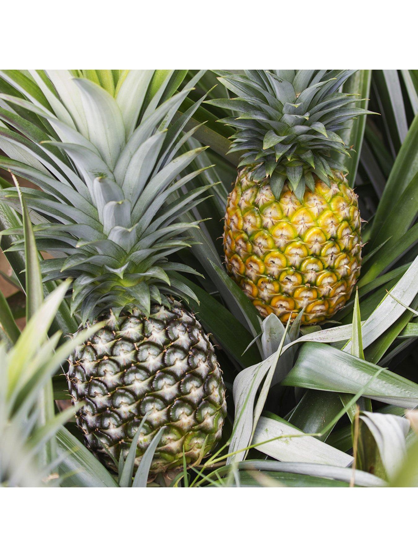 Image 6 of 7 of You Garden Pineapple Plant (12cm Pot)
