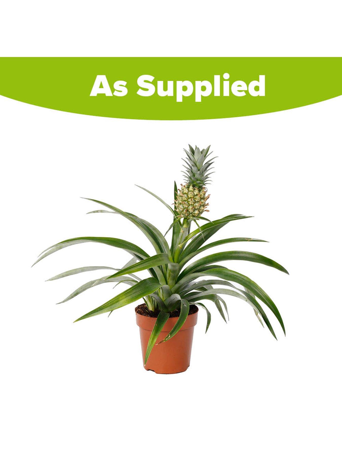 Image 7 of 7 of You Garden Pineapple Plant (12cm Pot)