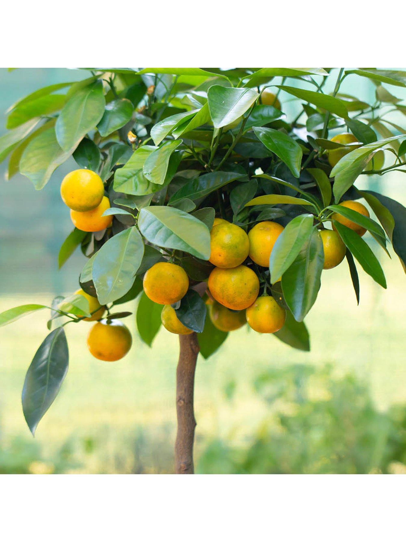 You Garden Citrus Calamondin ( 22cm Pot)