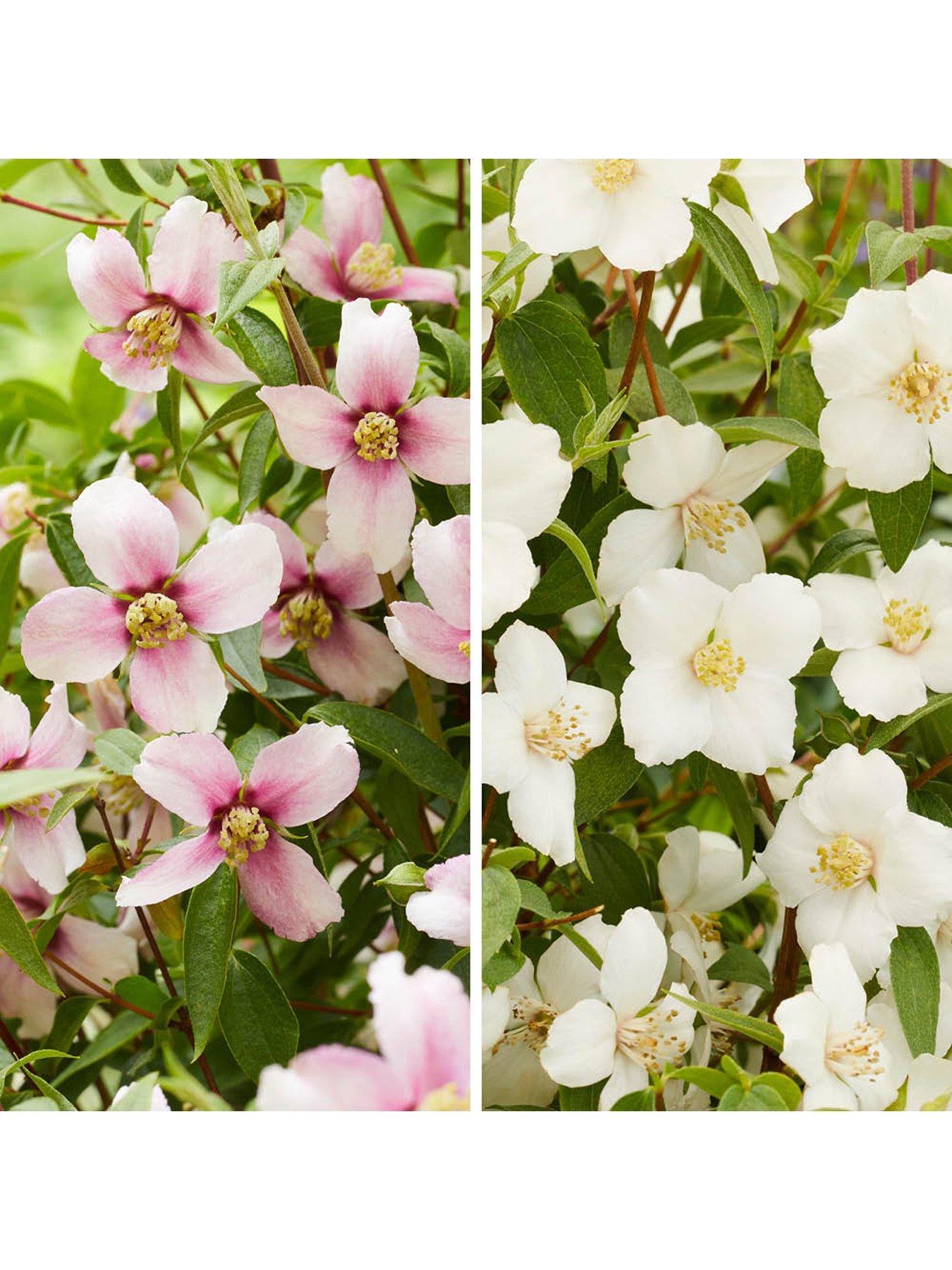 You Garden Philadelphus Petite Perfume - White & Pink (3 x 9cm Pots)