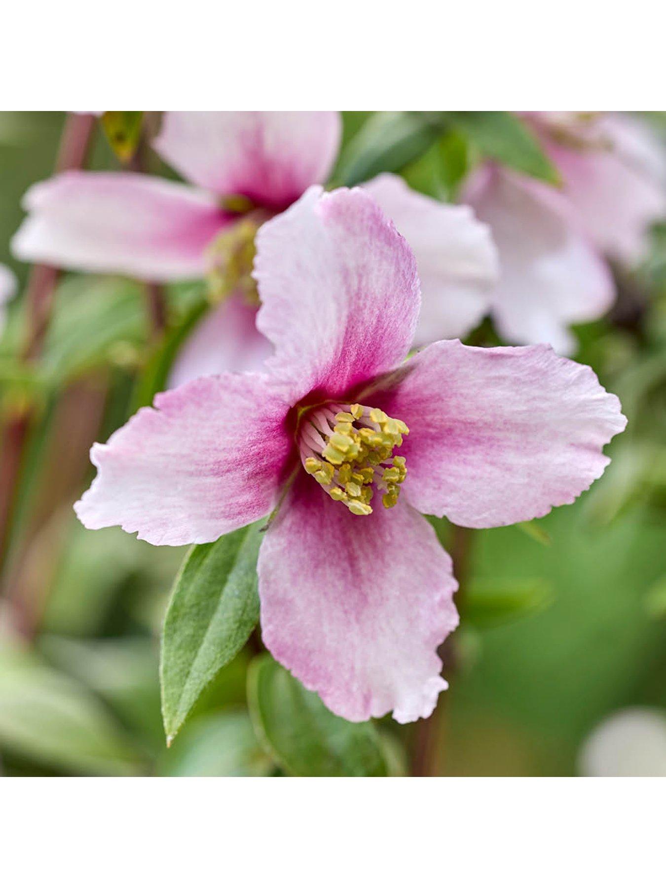 Image 2 of 7 of You Garden Philadelphus Petite Perfume - White & Pink (3 x 9cm Pots)