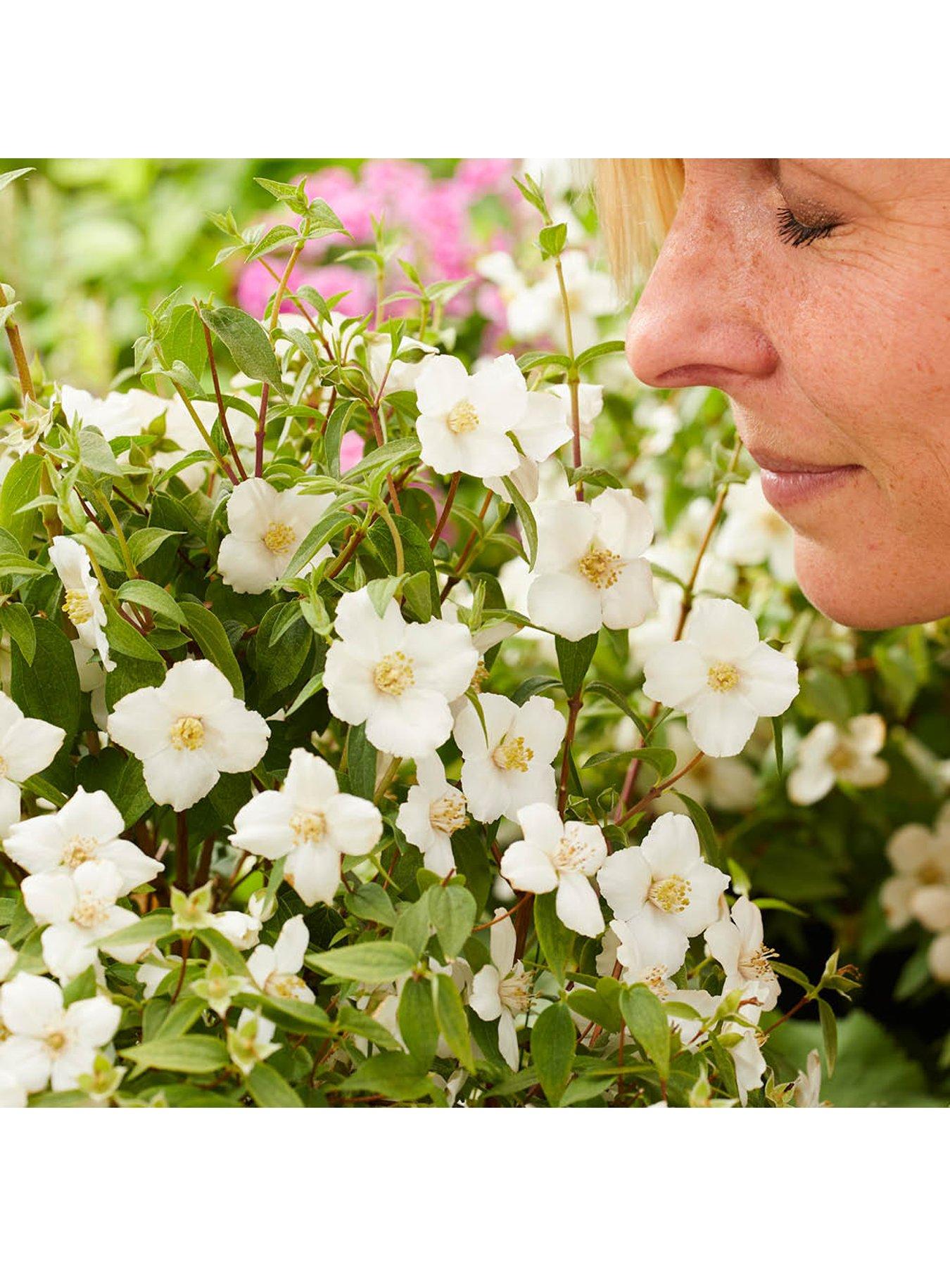 Image 3 of 7 of You Garden Philadelphus Petite Perfume - White & Pink (3 x 9cm Pots)