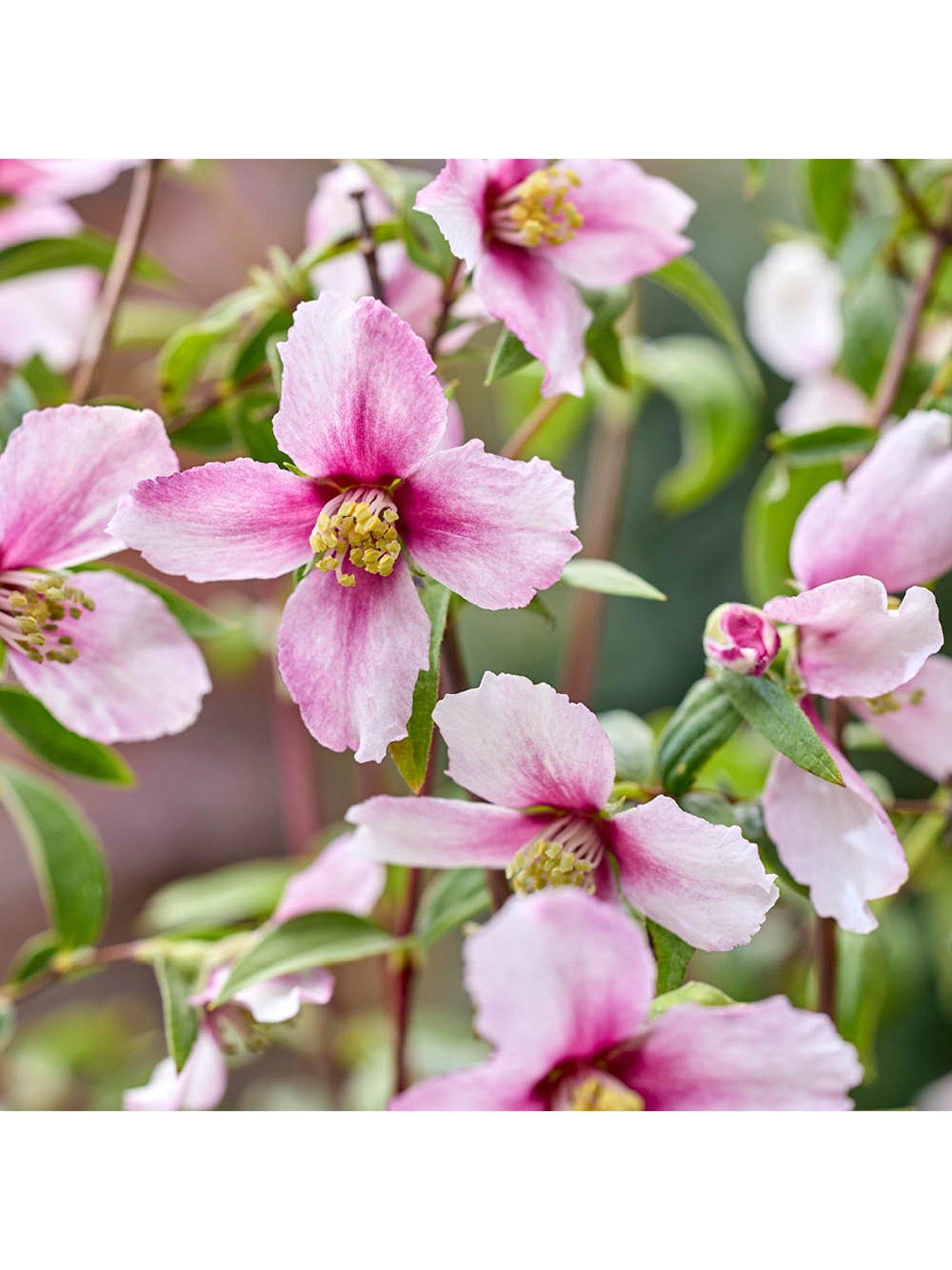 Image 4 of 7 of You Garden Philadelphus Petite Perfume - White & Pink (3 x 9cm Pots)