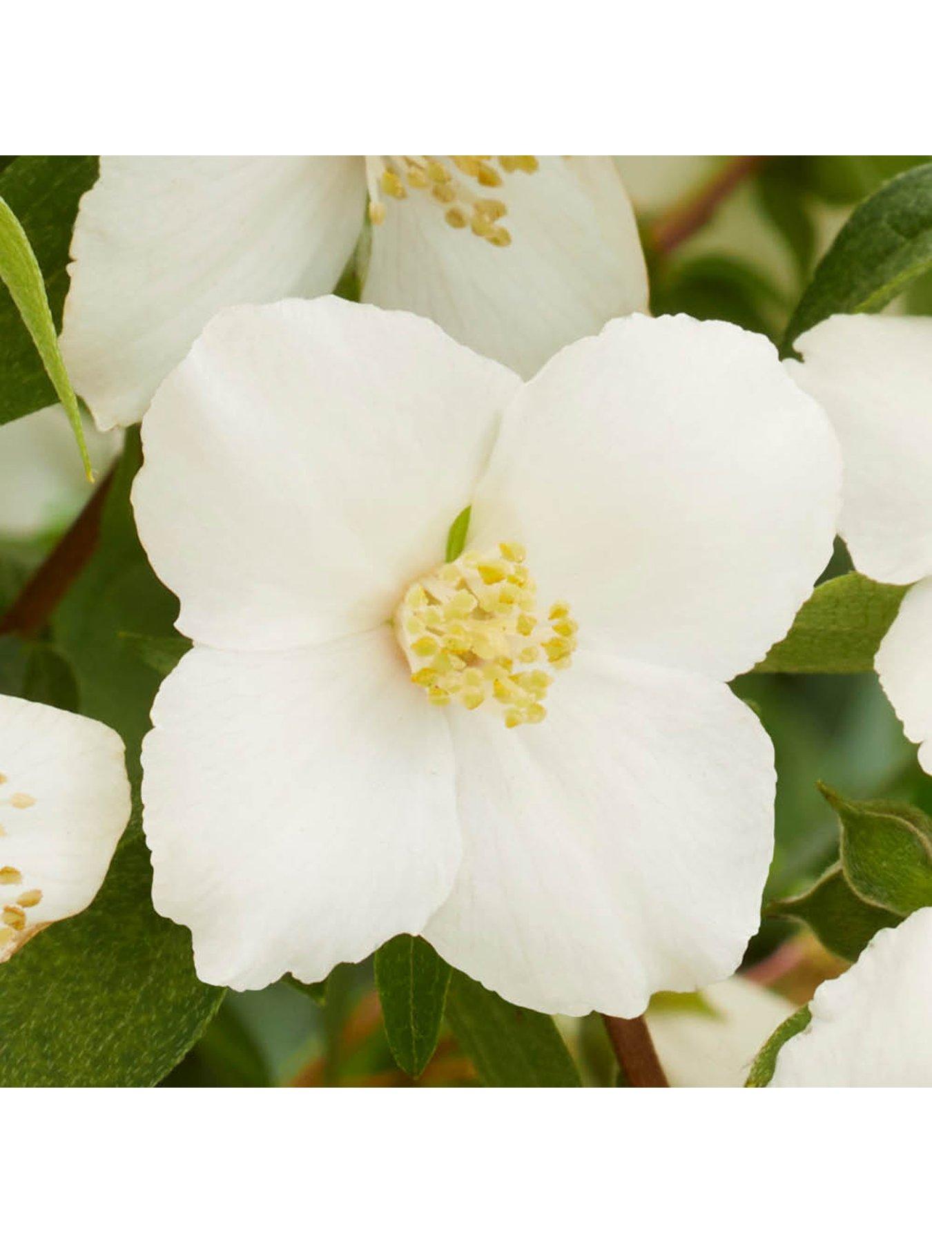 Image 5 of 7 of You Garden Philadelphus Petite Perfume - White & Pink (3 x 9cm Pots)