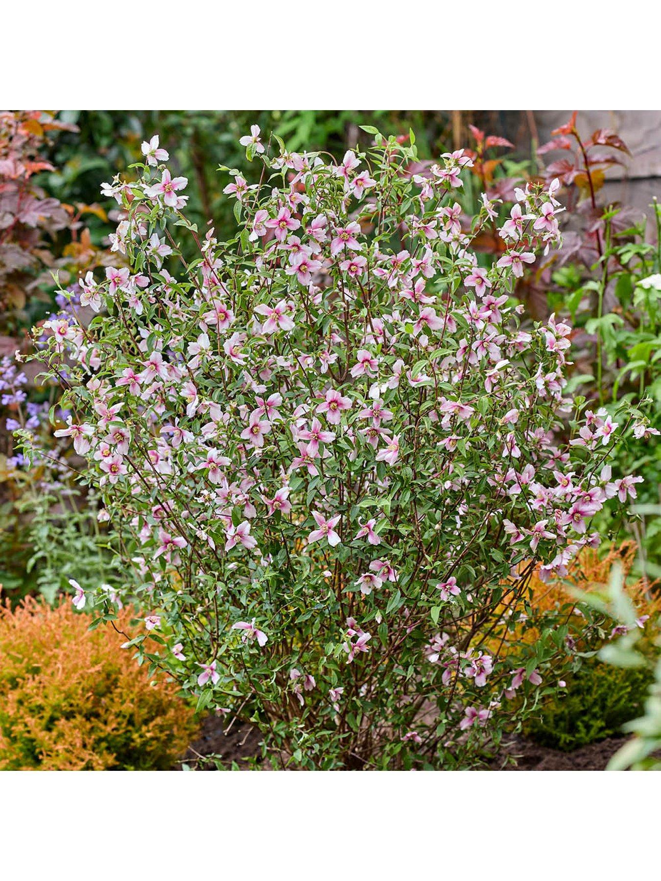 Image 6 of 7 of You Garden Philadelphus Petite Perfume - White & Pink (3 x 9cm Pots)