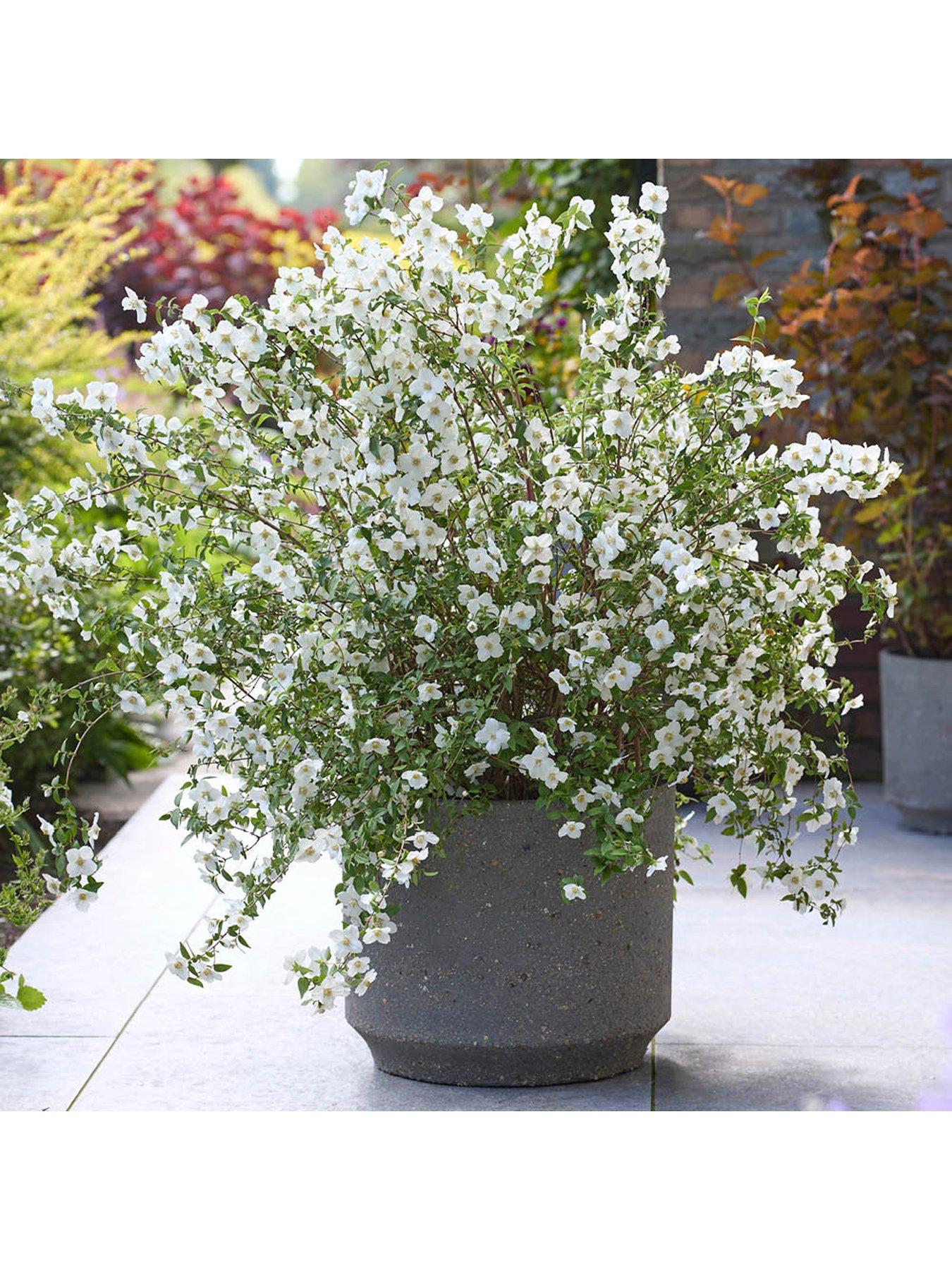 Image 7 of 7 of You Garden Philadelphus Petite Perfume - White & Pink (3 x 9cm Pots)