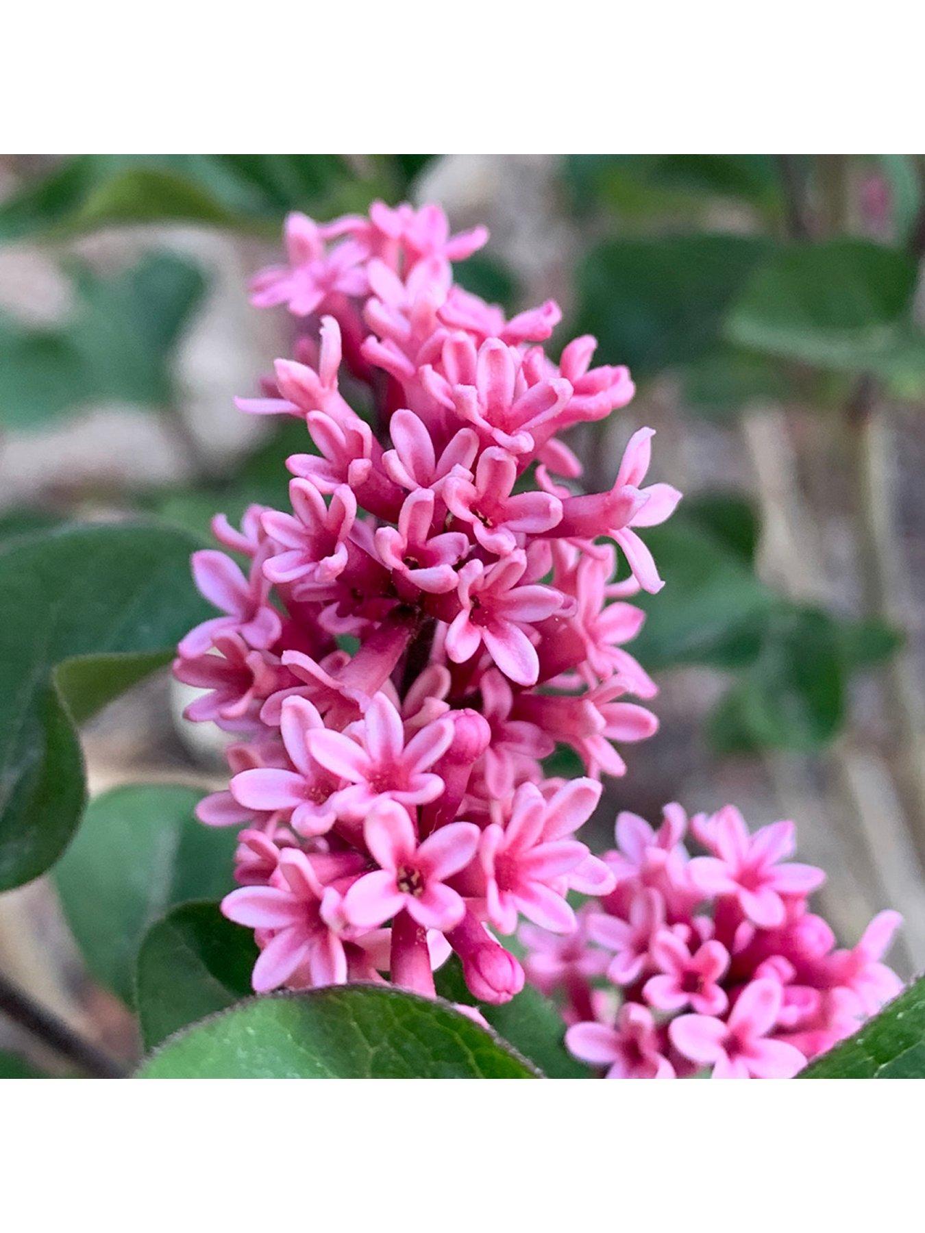 You Garden Syringa meyeri Little Rosie Standard (90cm)