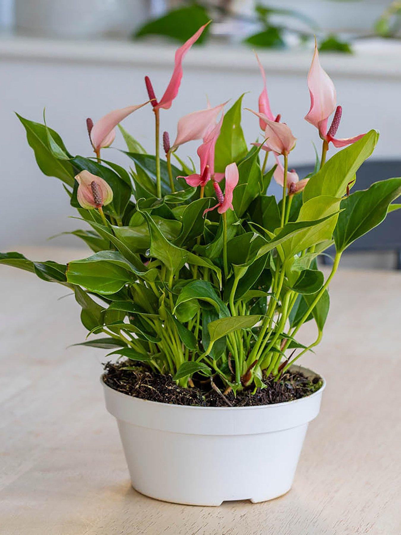You Garden Flamingo Flower - Anthurium Lilli (17cm Bowl)