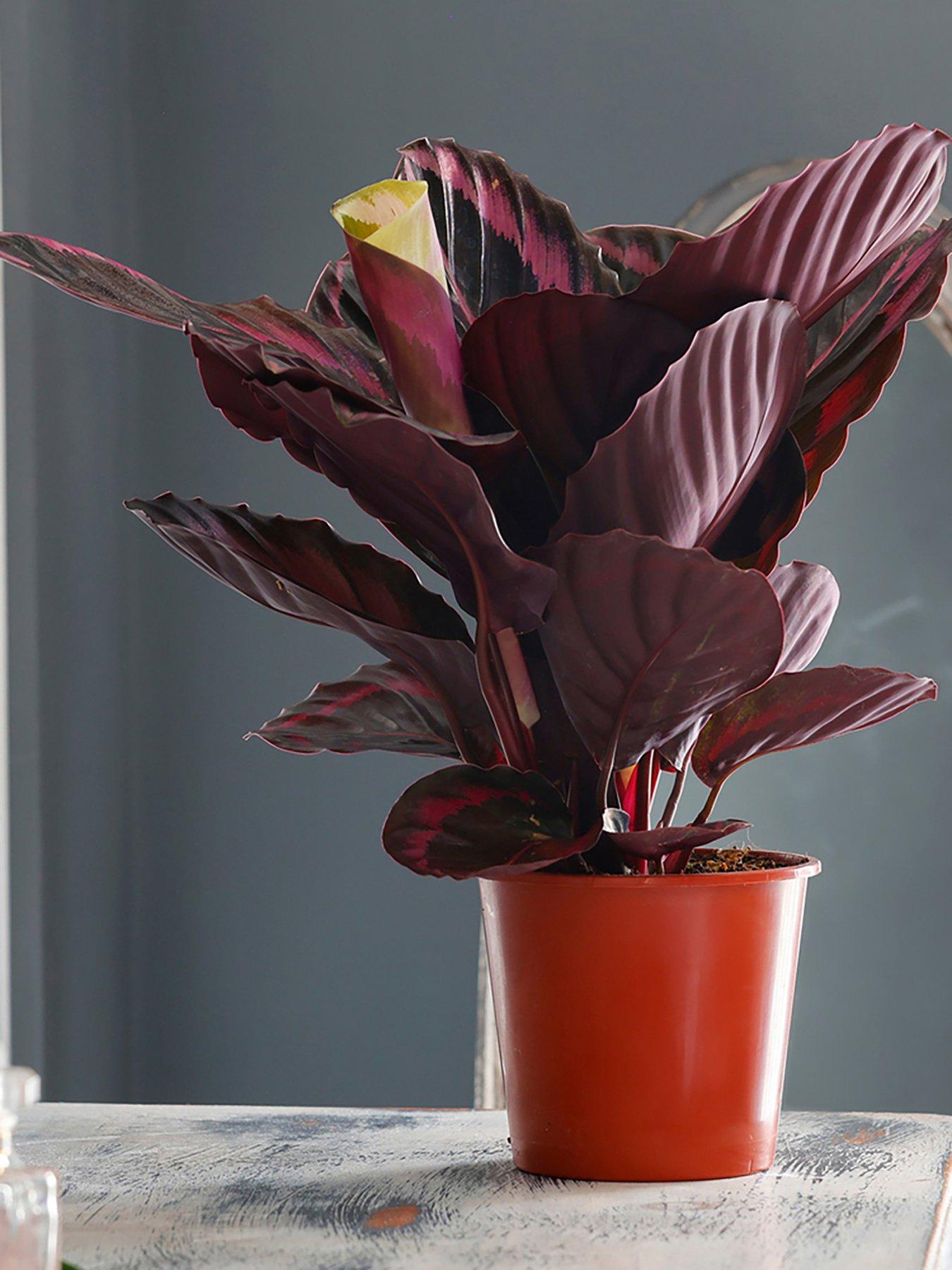 front image of you-garden-calathea-surprisestar-14cm