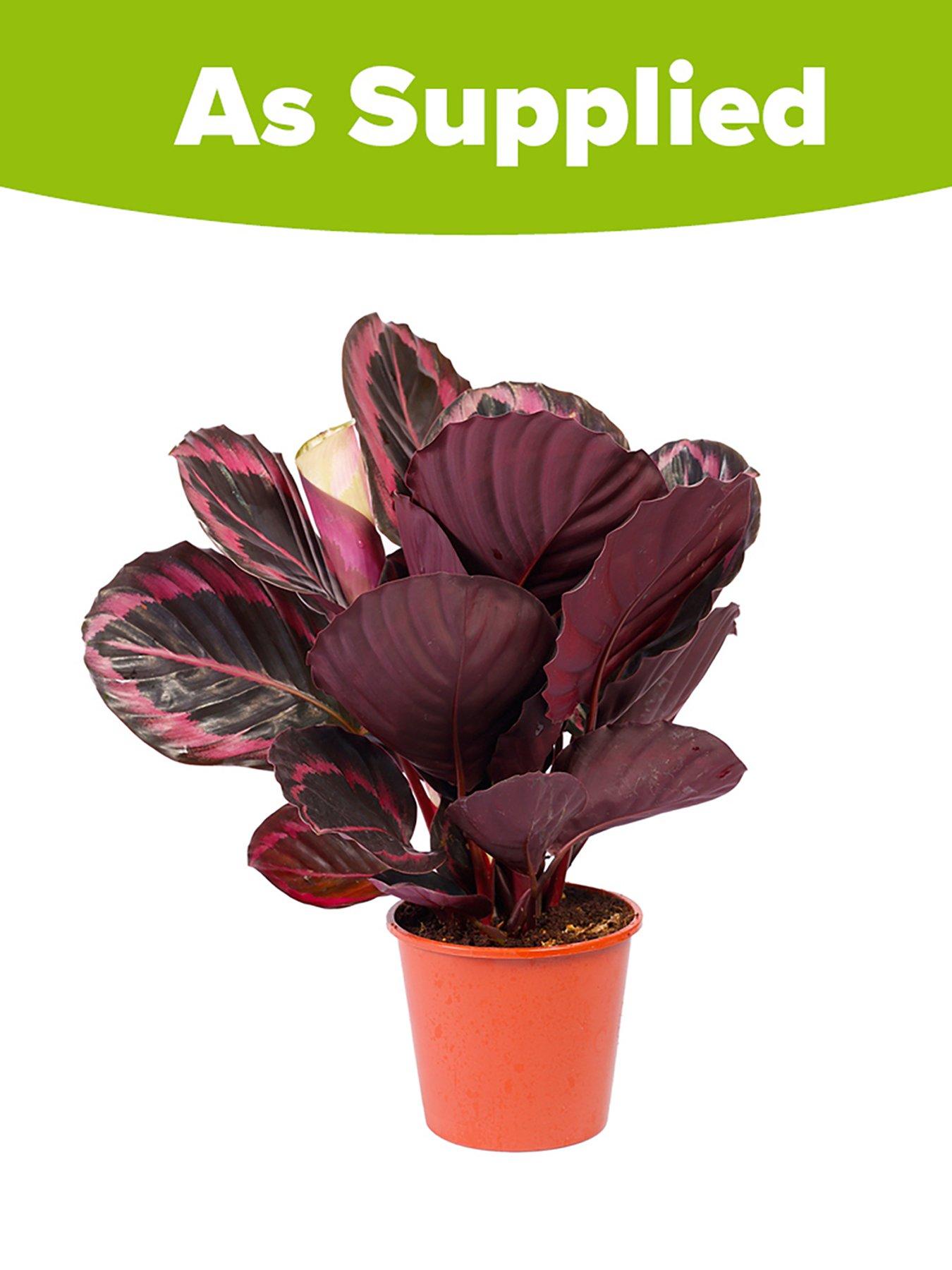 stillFront image of you-garden-calathea-surprisestar-14cm