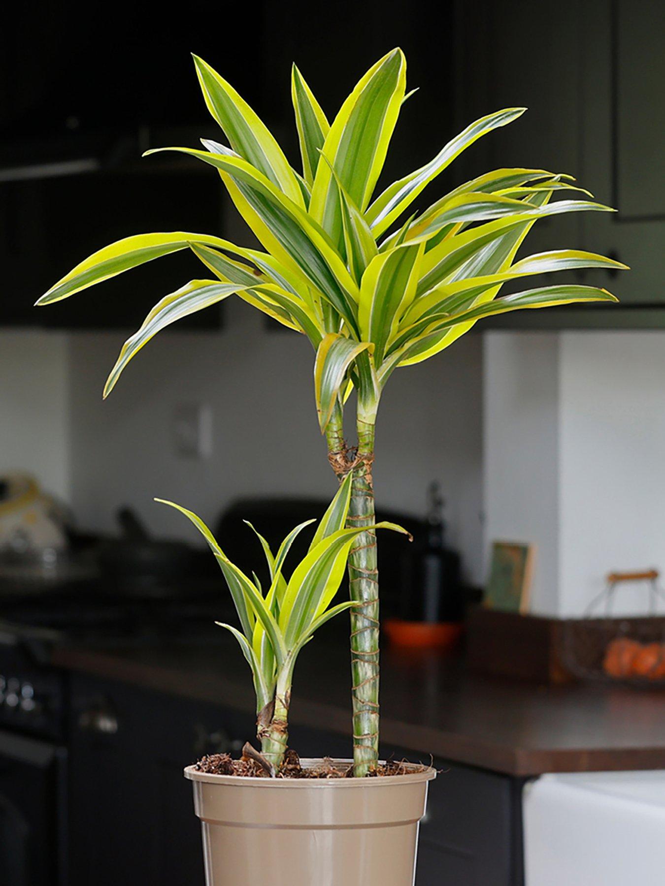 Image 1 of 2 of You Garden Dracaena deremensis Lemon &amp; Lime 2 stem 17cm