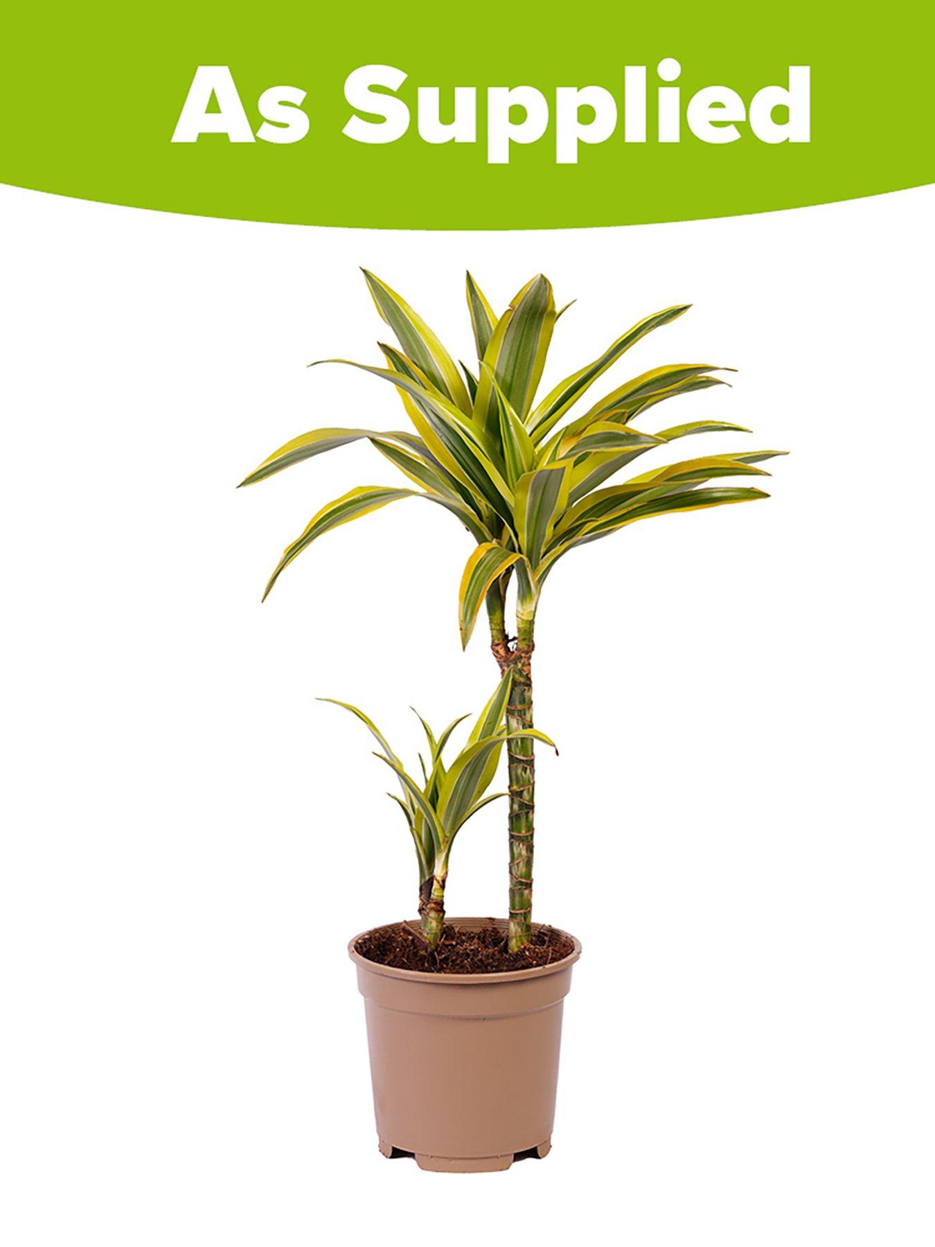 Image 2 of 2 of You Garden Dracaena deremensis Lemon &amp; Lime 2 stem 17cm