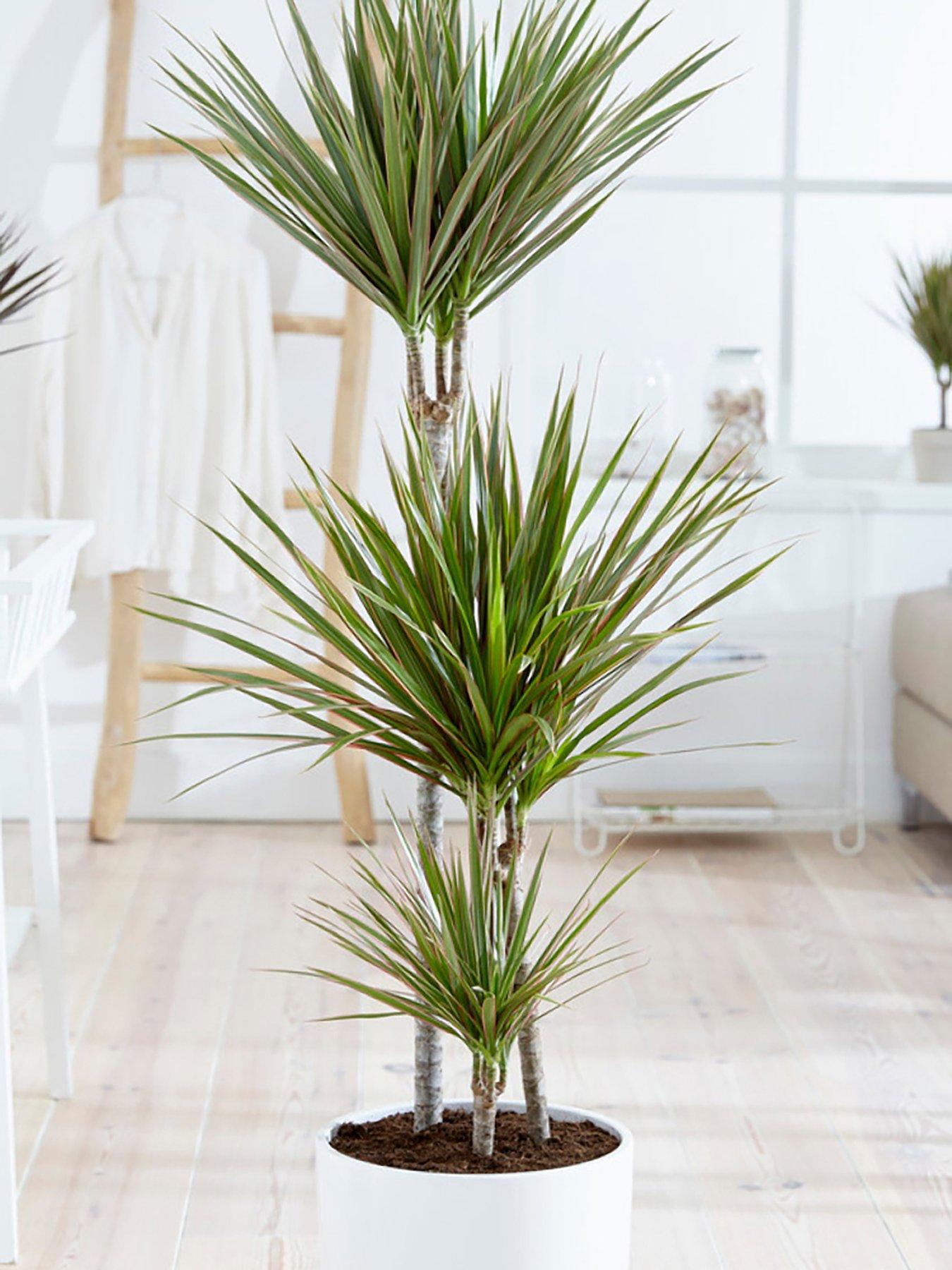 Image 1 of 2 of You Garden Dracaena Marginata Bicolor 3 stem 24cm