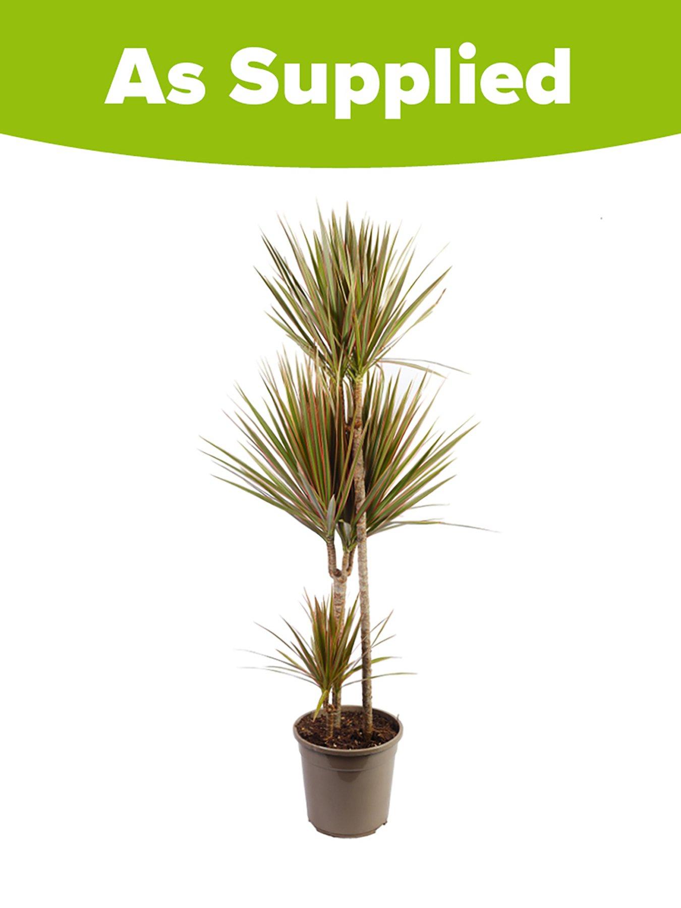 Image 2 of 2 of You Garden Dracaena Marginata Bicolor 3 stem 24cm