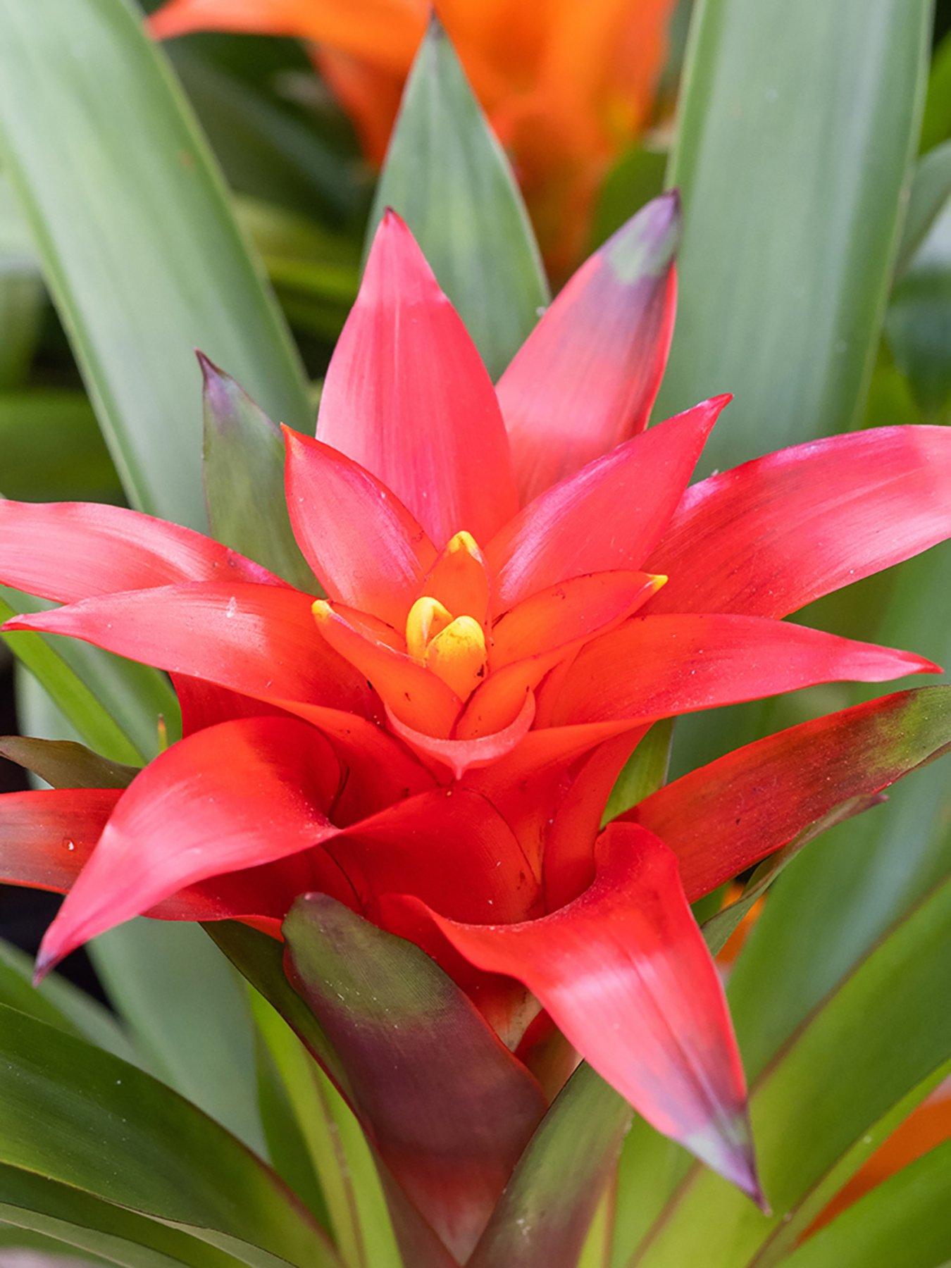 You Garden Guzzmania Red (Ostara) 12cm