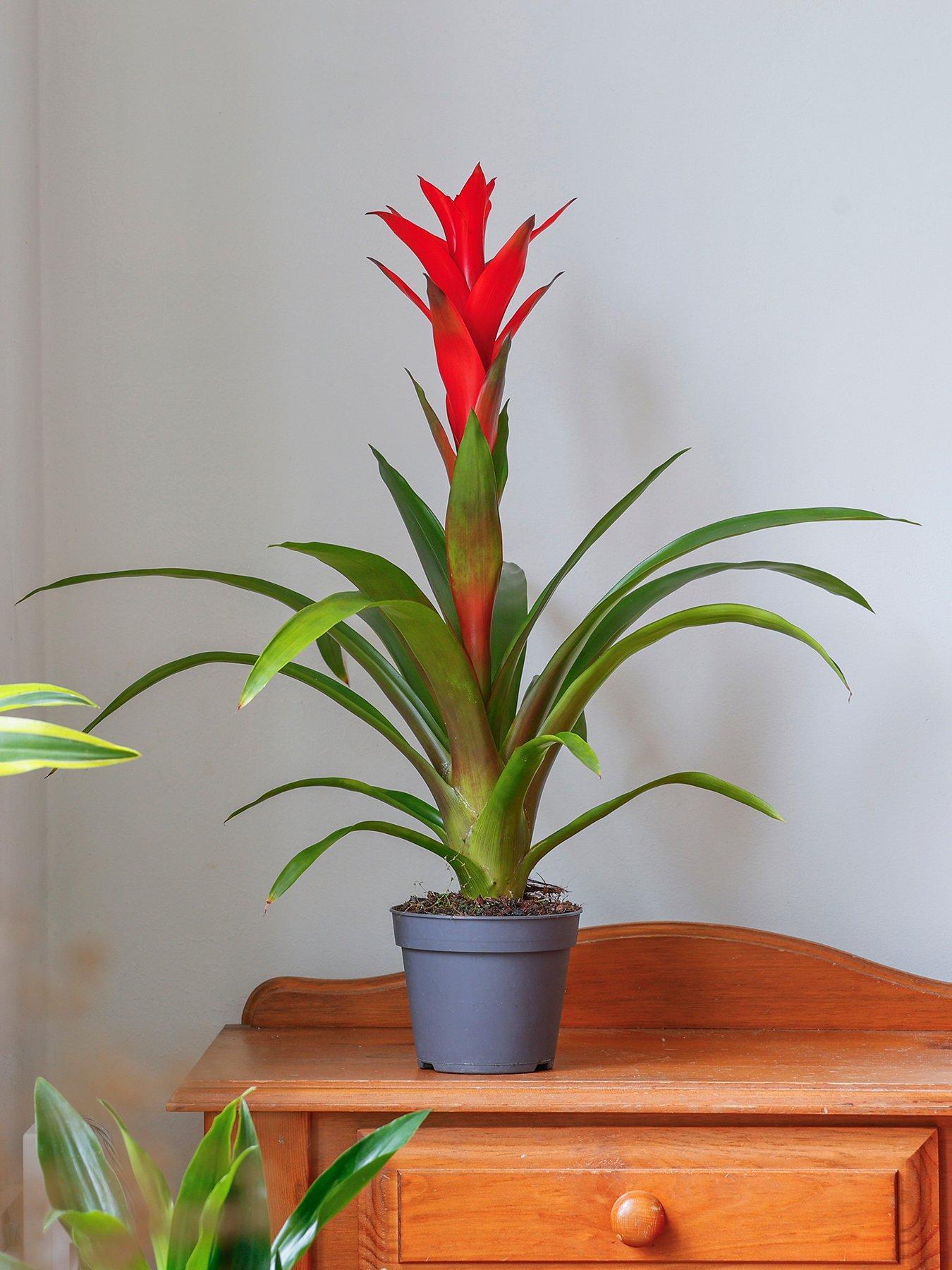  image of you-garden-guzzmania-red-ostara-12cm