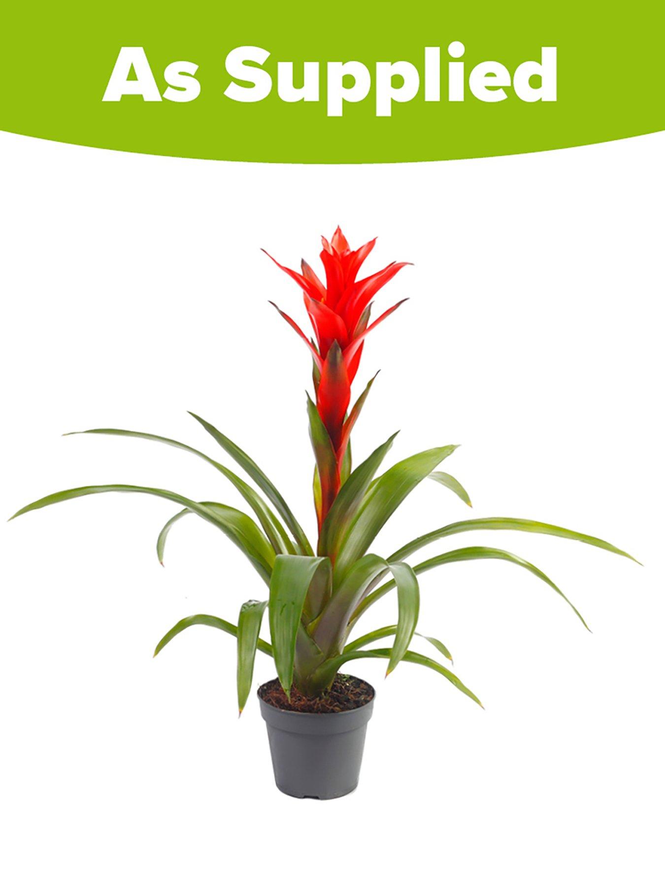  image of you-garden-guzzmania-red-ostara-12cm