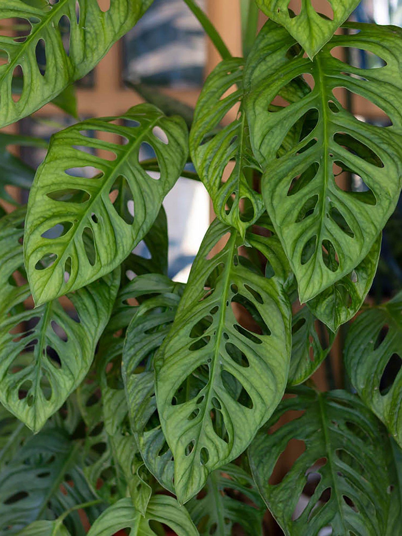 You Garden Monstera adansonii Moss Pole 19cm