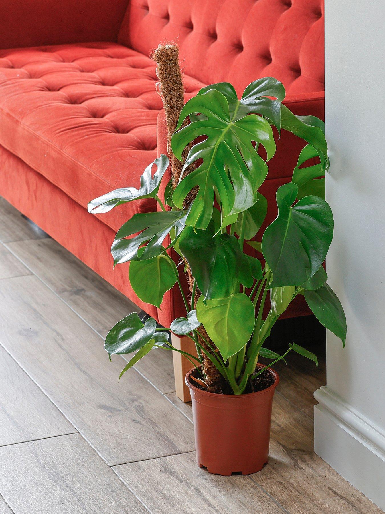  image of you-garden-monstera-adansonii-moss-pole-19cm