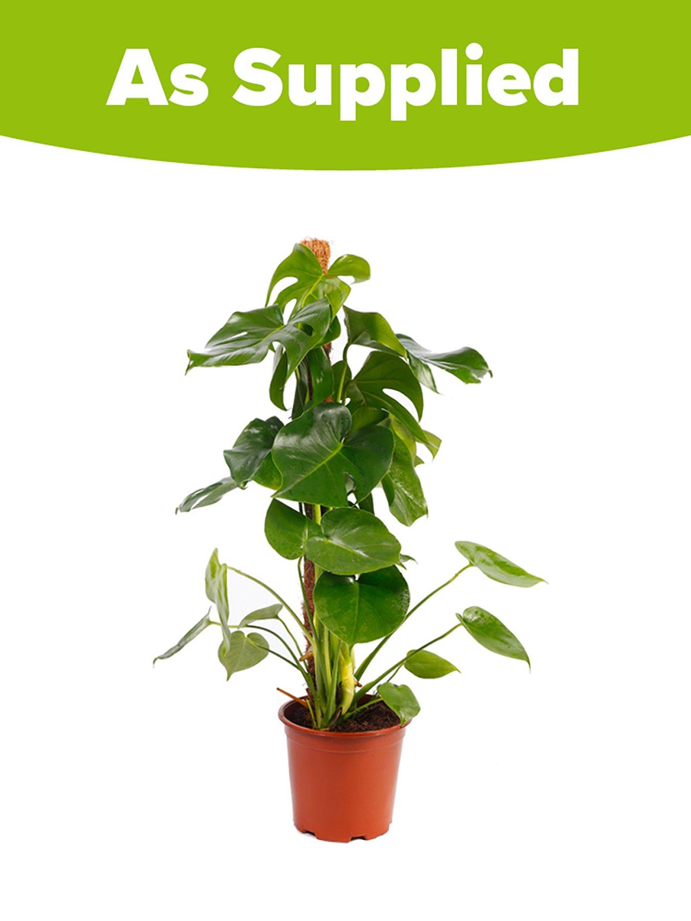  image of you-garden-monstera-adansonii-moss-pole-19cm