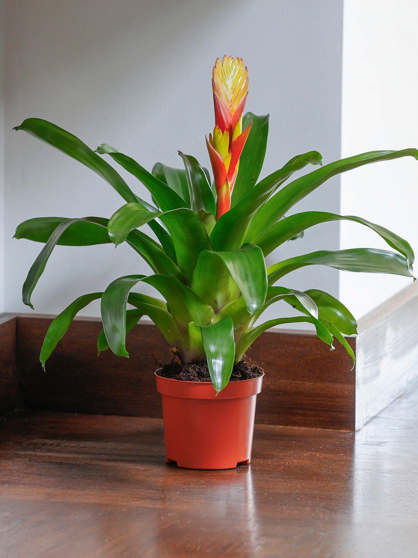 You Garden Vreisea Electric 9cm