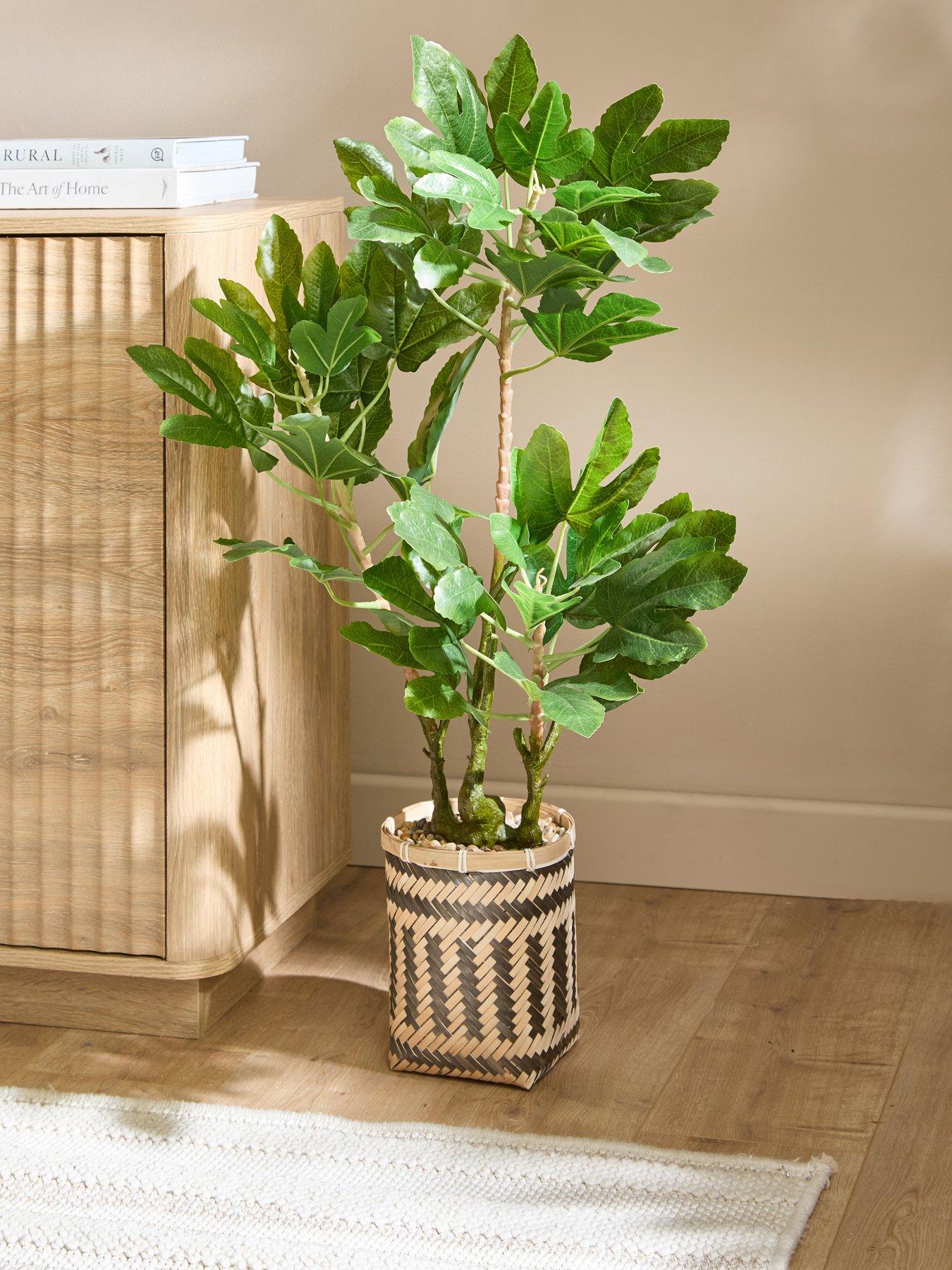 Image 1 of 7 of The Very Collection 90cm Fig Tree In Bamboo Basket