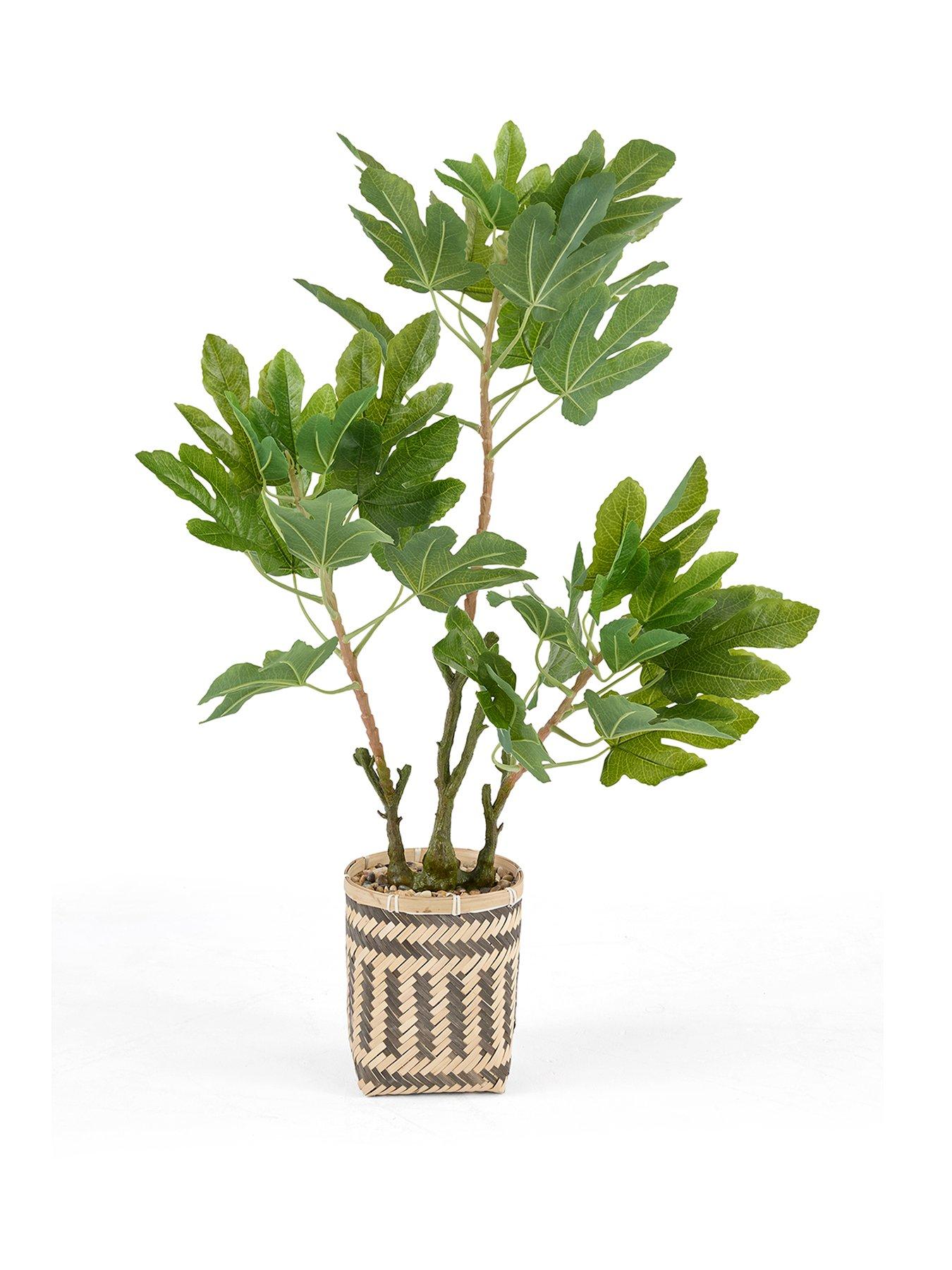 Image 2 of 7 of The Very Collection 90cm Fig Tree In Bamboo Basket
