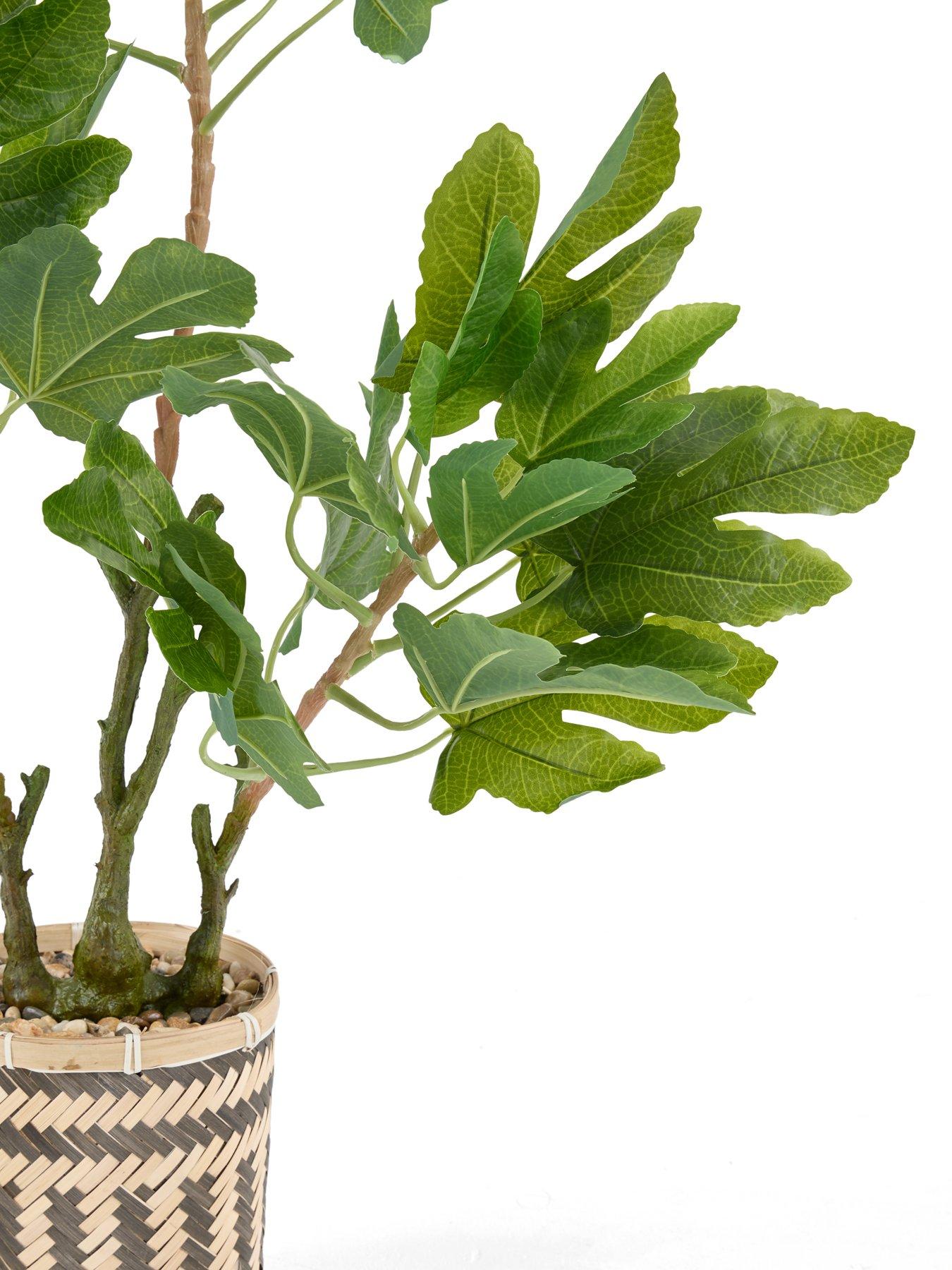 Image 3 of 7 of The Very Collection 90cm Fig Tree In Bamboo Basket