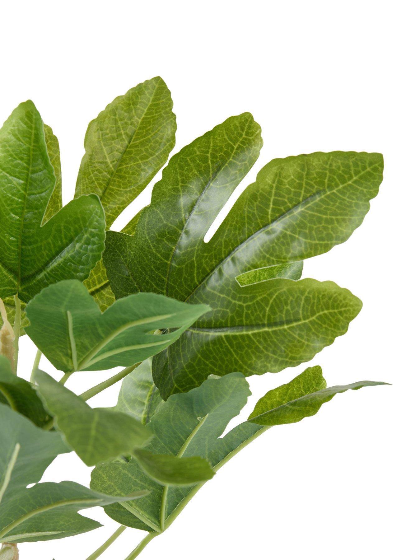 Image 4 of 7 of The Very Collection 90cm Fig Tree In Bamboo Basket