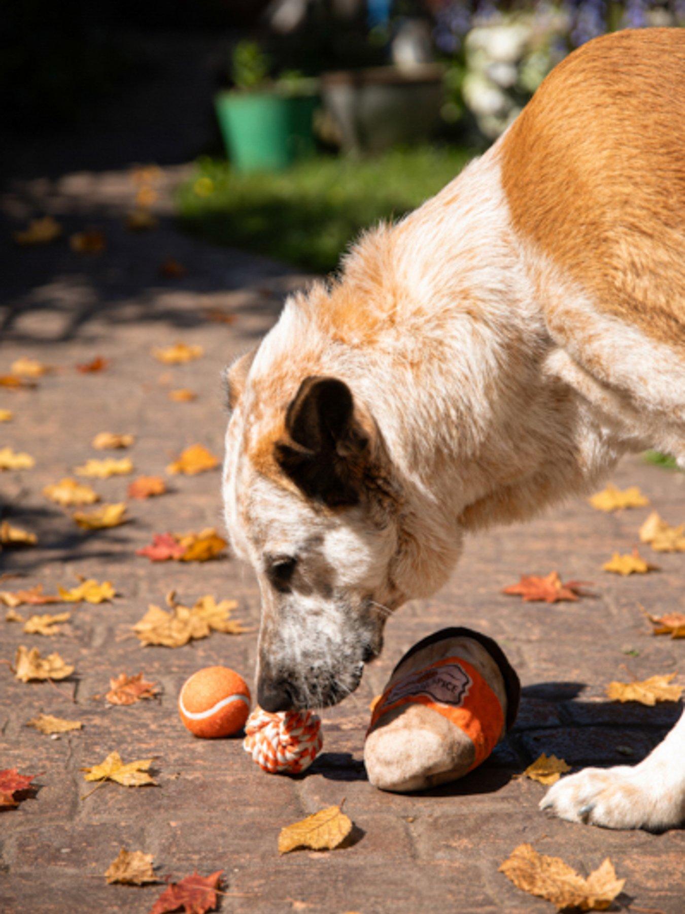 Image 4 of 7 of Rosewood Pumpkin snuffle Cup/Fall Bear Latex Dog Toy Bundle