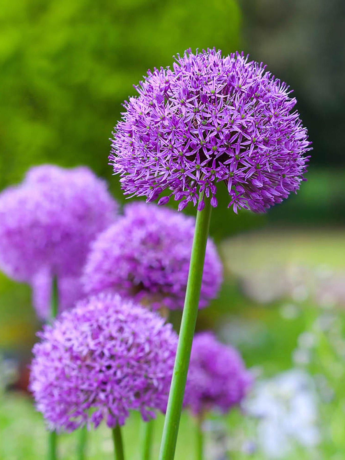 You Garden Allium Gladiator -  3 Bulbs
