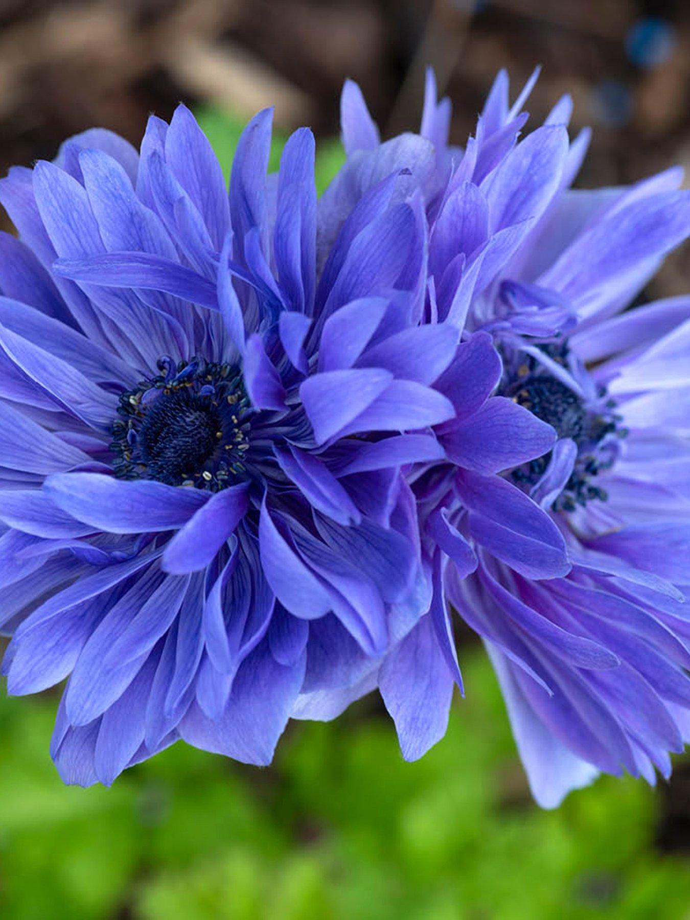 You Garden Anemone Lord Lieutenant - 50 Bulbs