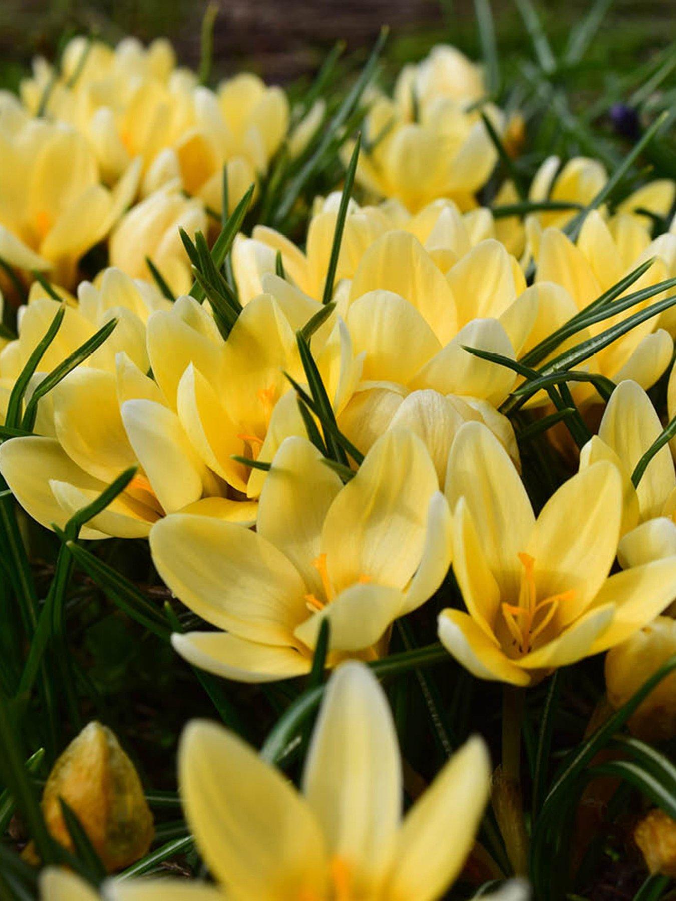 You Garden Crocus Cream Beauty - 30 Bulbs