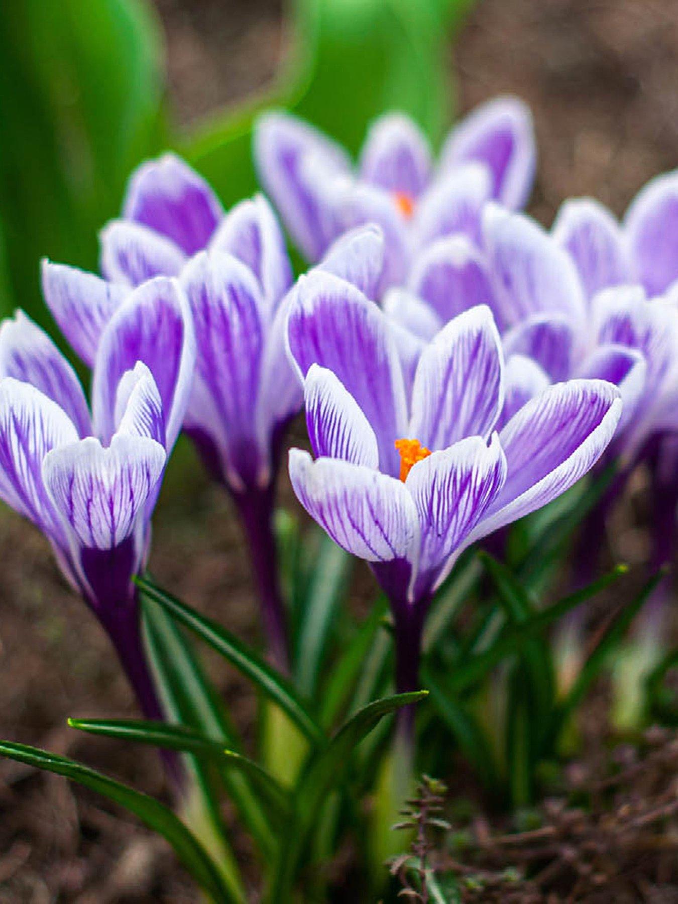 You Garden Crocus King of The Striped - 25 Bulbs