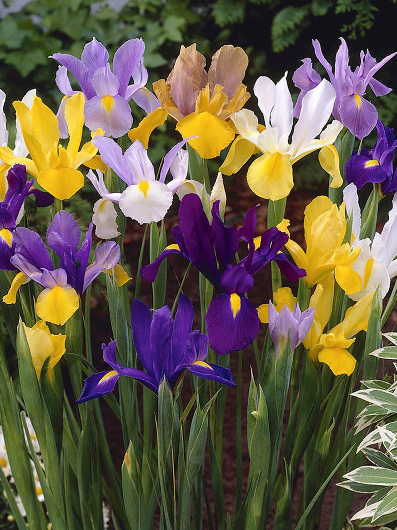 You Garden Dutch Iris mixed - 50 Bulbs