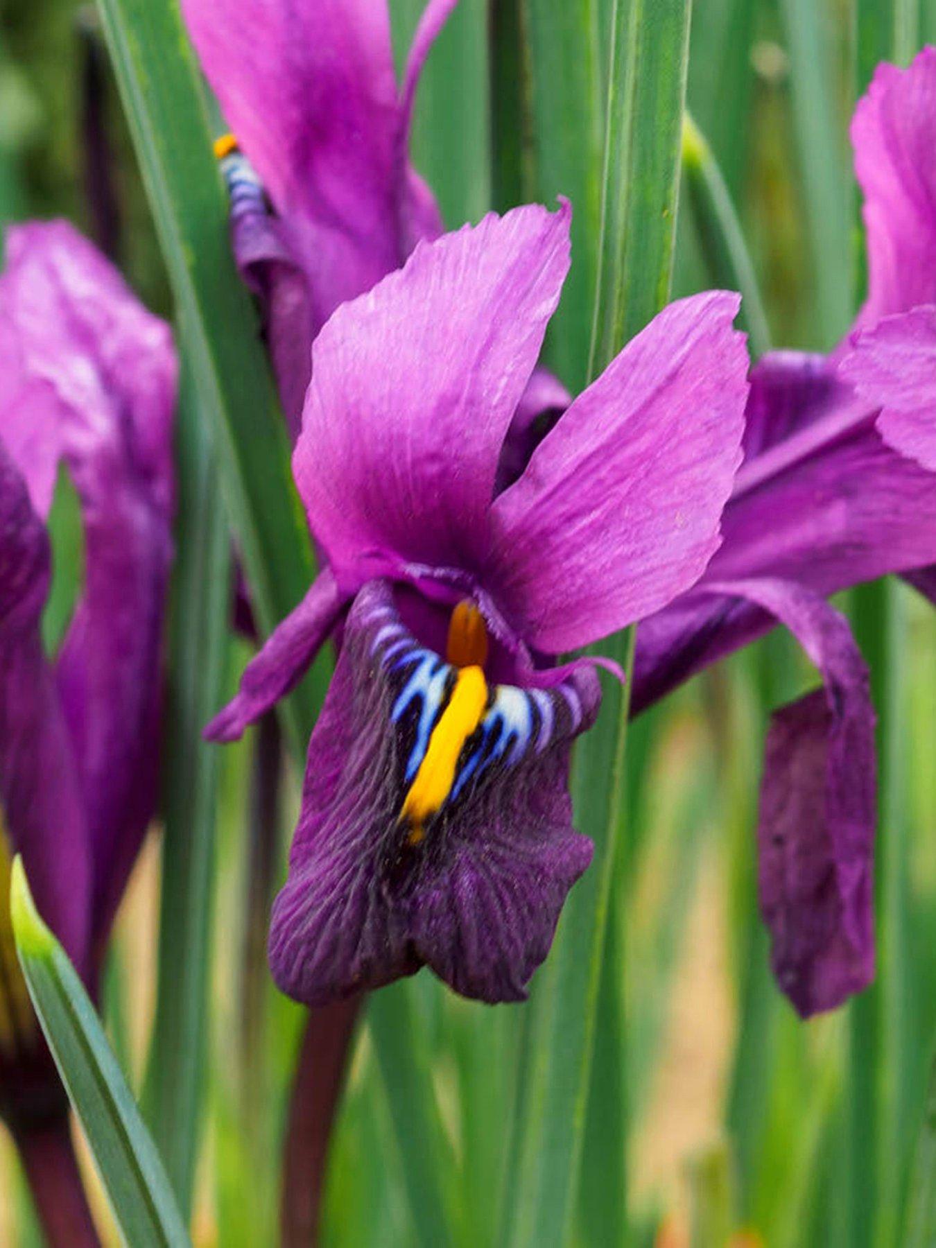 You Garden Iris reticulata Purple Hill - 25 bulbs