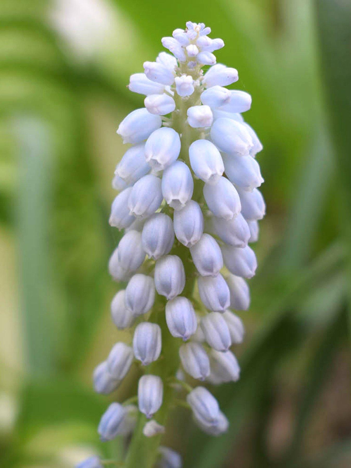 You Garden Muscari Baby's Breath - 30 bulbs