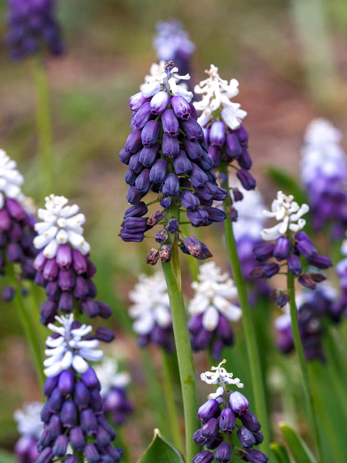 You Garden Muscari Grape Ice - 15 Bulbs