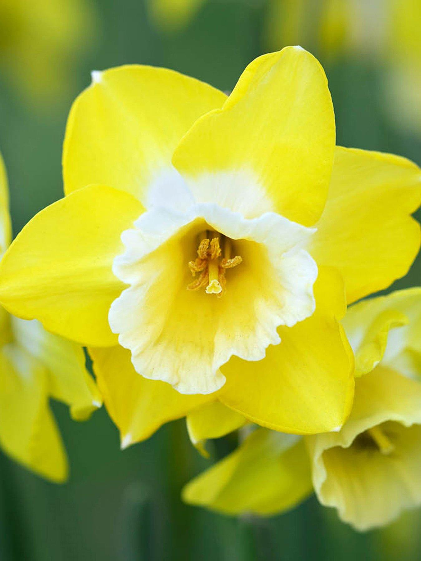 You Garden Narcissus Hunters Sunrise - 12 Bulbs