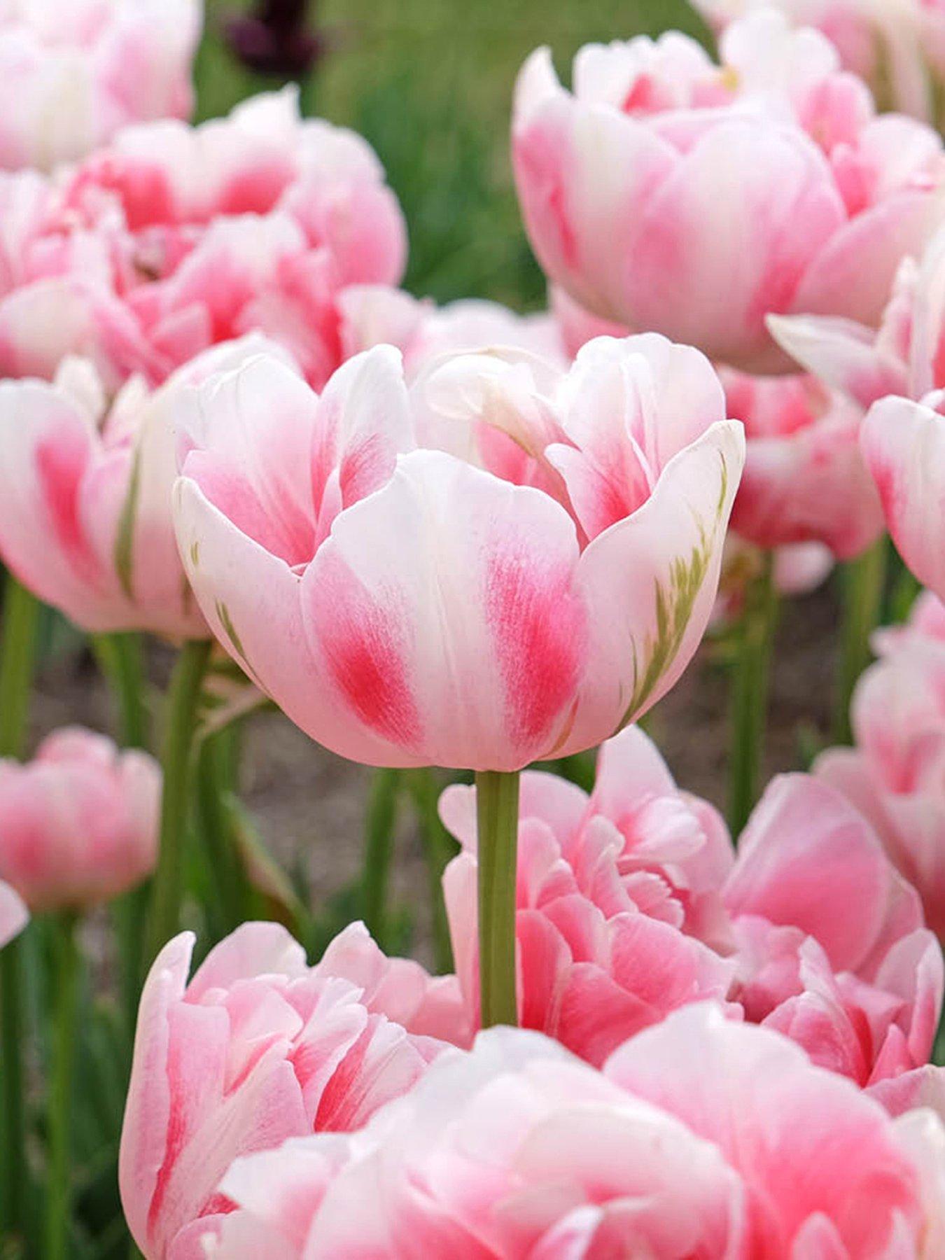 You Garden Tulip Finola - 10 Bulbs