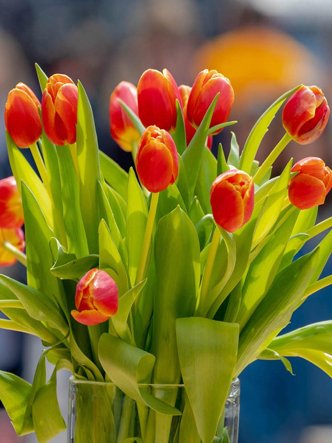 You Garden Tulip Queensday -  10 Bulbs