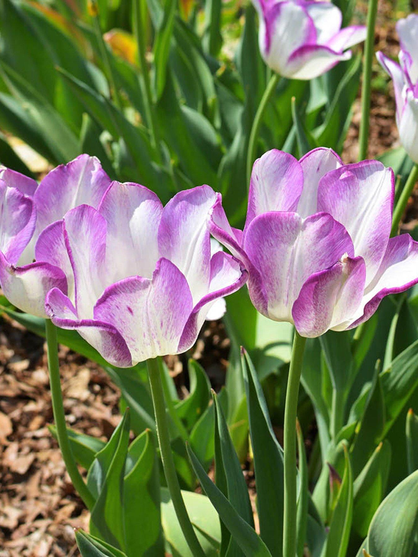 You Garden Tulip Shirley - 10 Bulbs