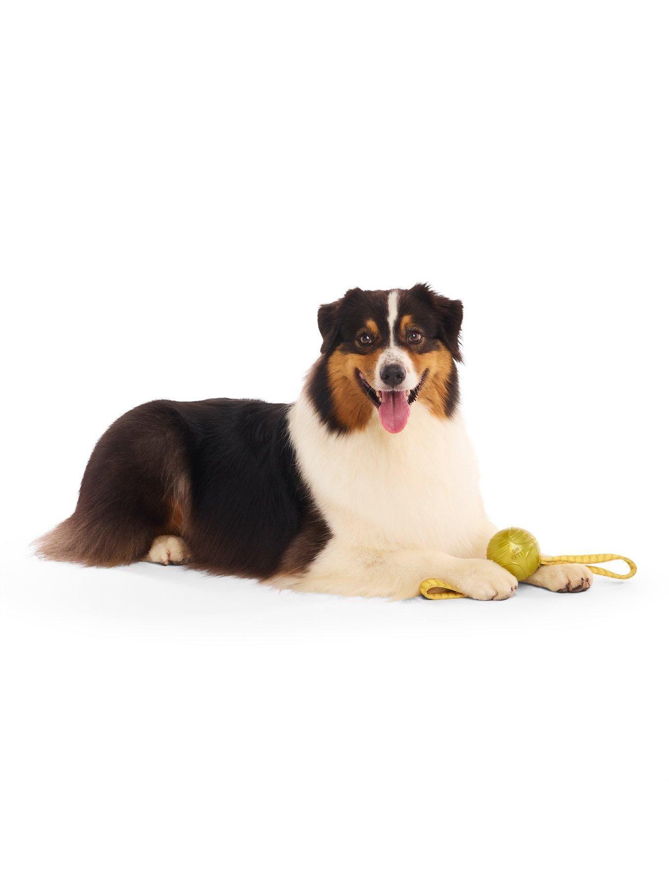 Image 4 of 6 of Bark The Golden Snitch Dog Toy