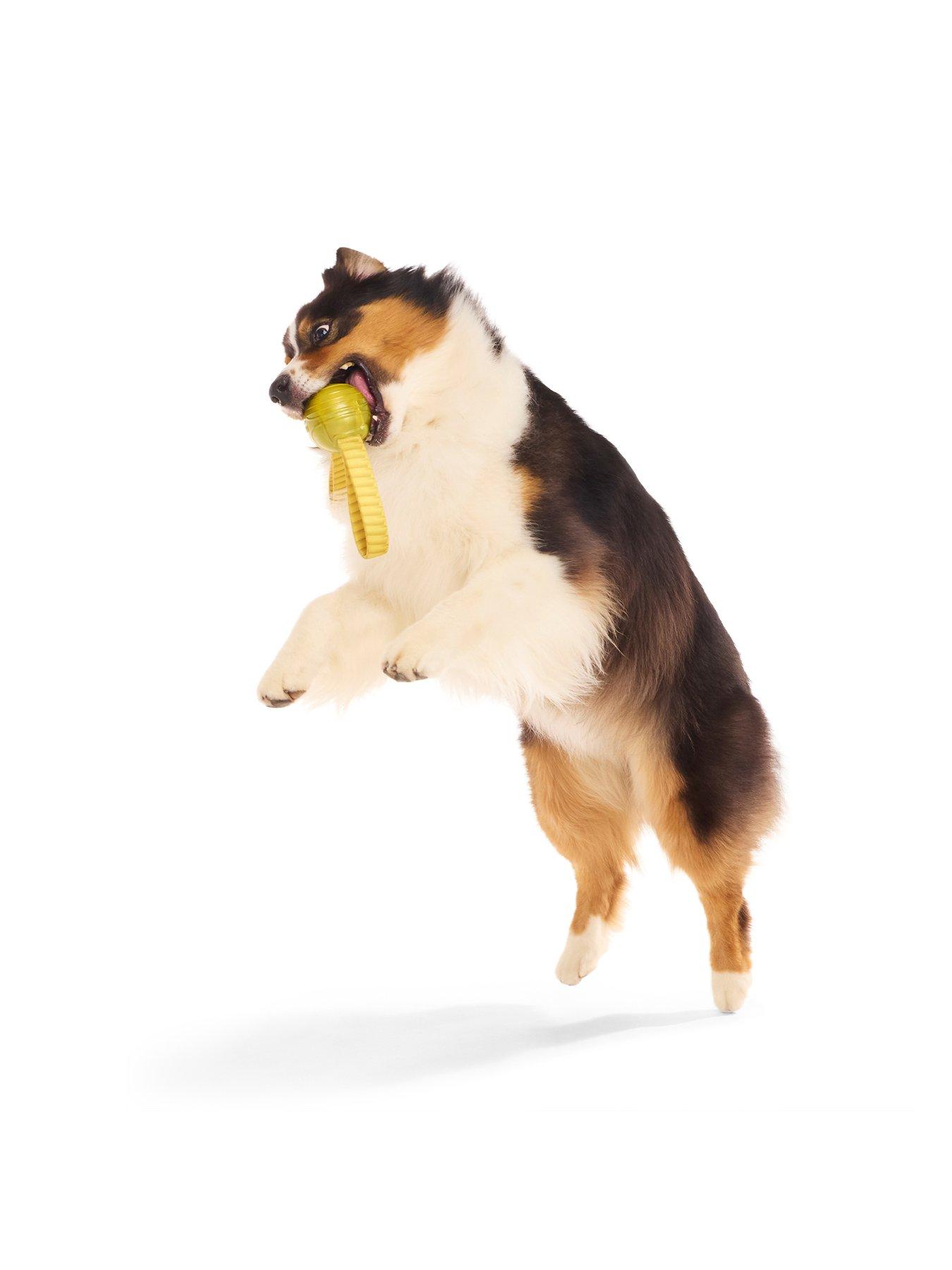 Image 5 of 6 of Bark The Golden Snitch Dog Toy