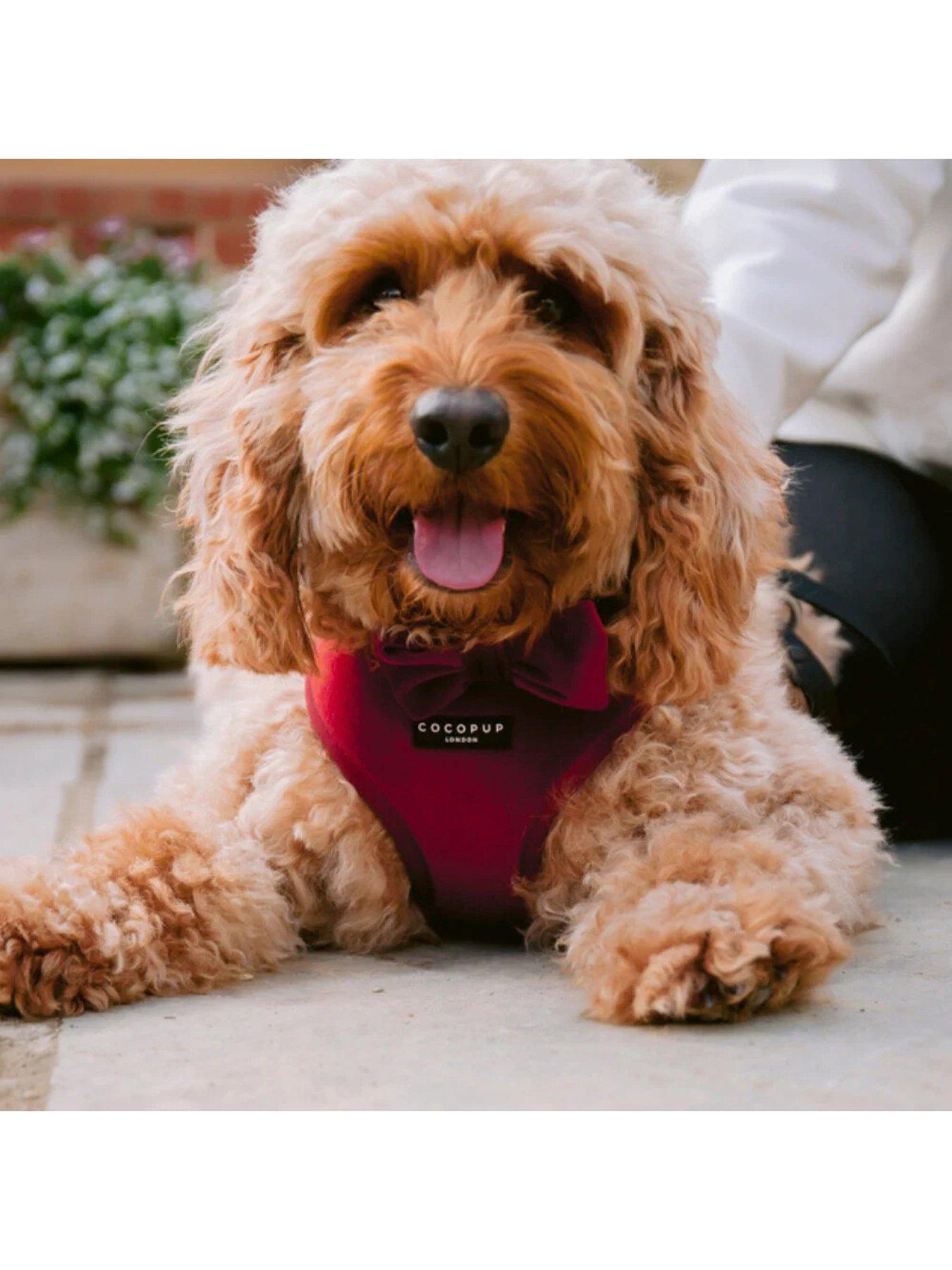Image 3 of 6 of Cocopup Velvet Adjustable Neck Harness - Berry Red