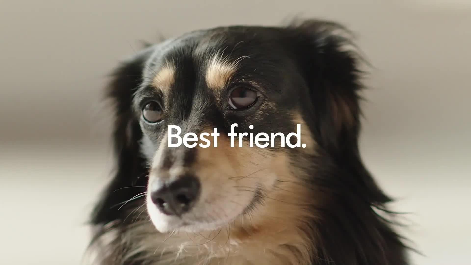 Image thumbnail 7 of 7 of Dyson Ball Animal Corded Pet Hair Vacuum Cleaner - Nickel &amp; Silver